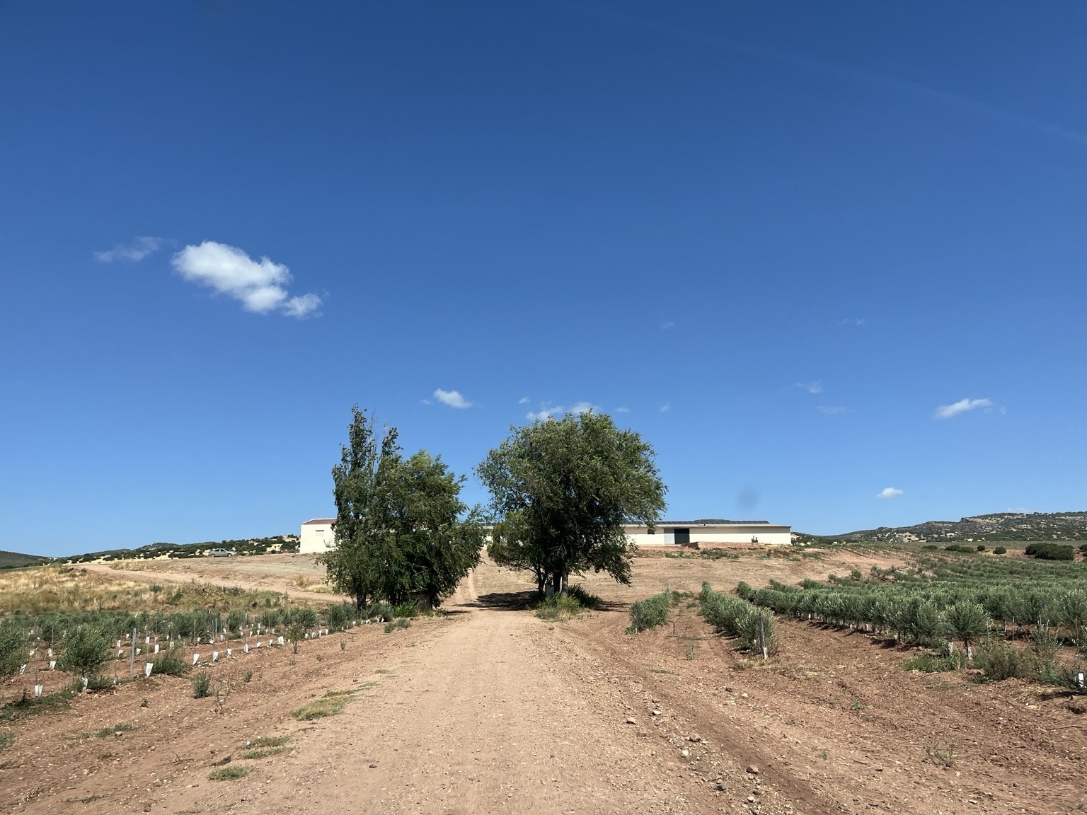 Camino de entrada y nave agrícola de la finca