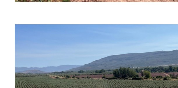 Filas de olivar con sierra al fondo