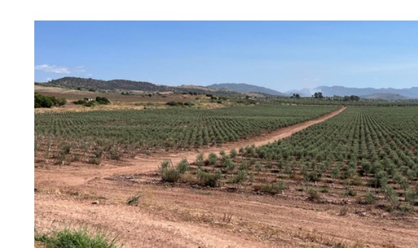 Filas de olivar en la finca