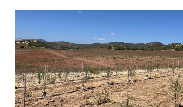 Plantación joven de olivos
